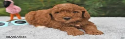 Mini Goldendoodle dogs for sale: Winston - Ad 10