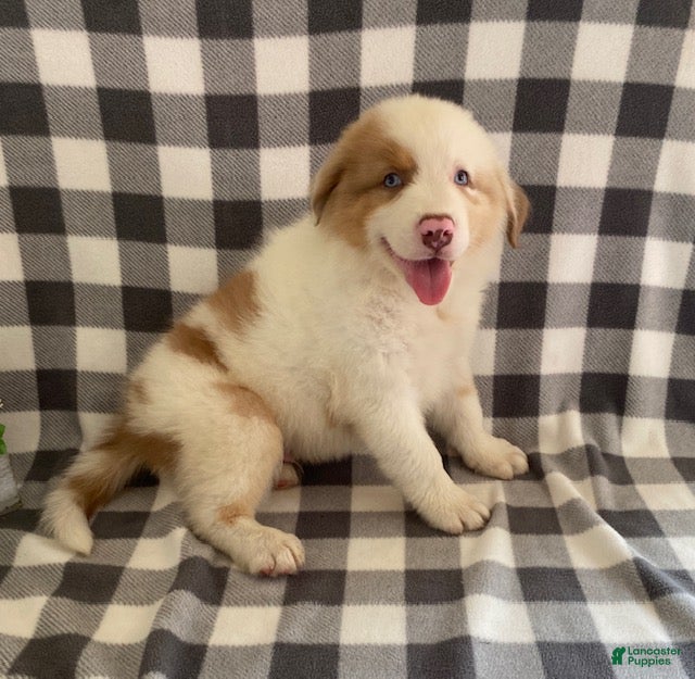 Australian Shepherd dogs Sammy - Ad 2