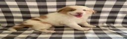Australian Shepherd dogs for sale: Sammy - Ad 2