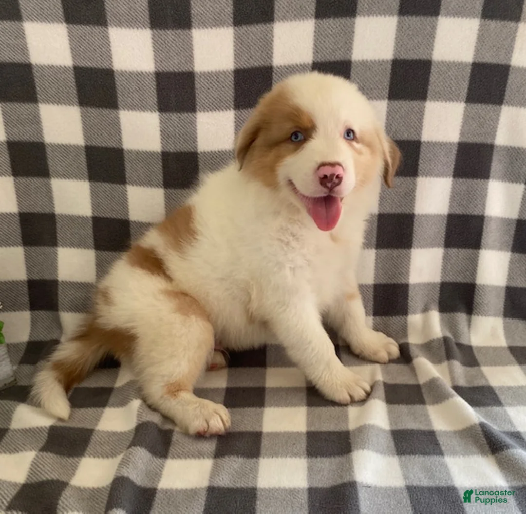 Australian Shepherd dogs for sale: Sammy - Ad 2