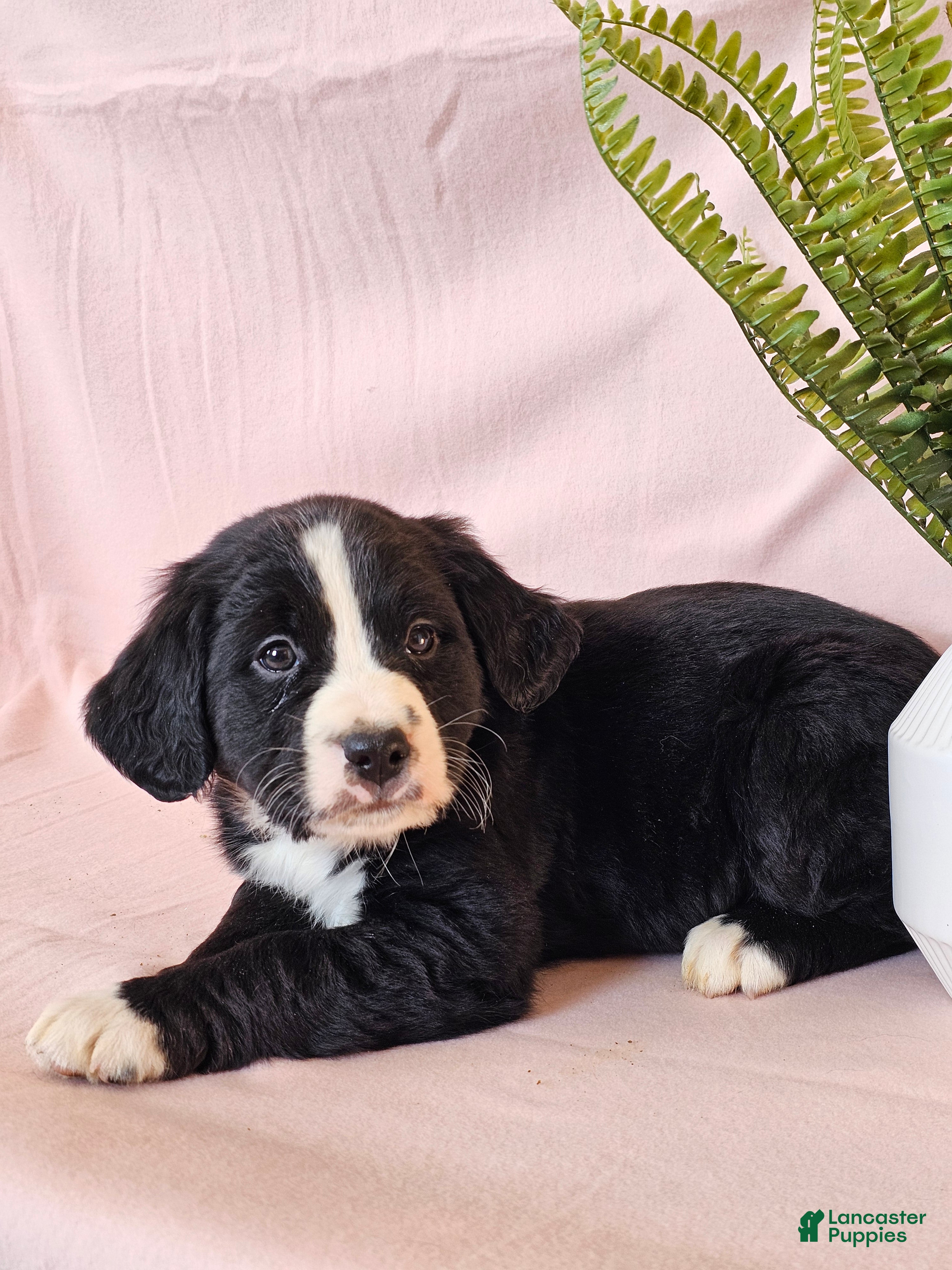 Mixed Breed dogs Ollie - Ad 2