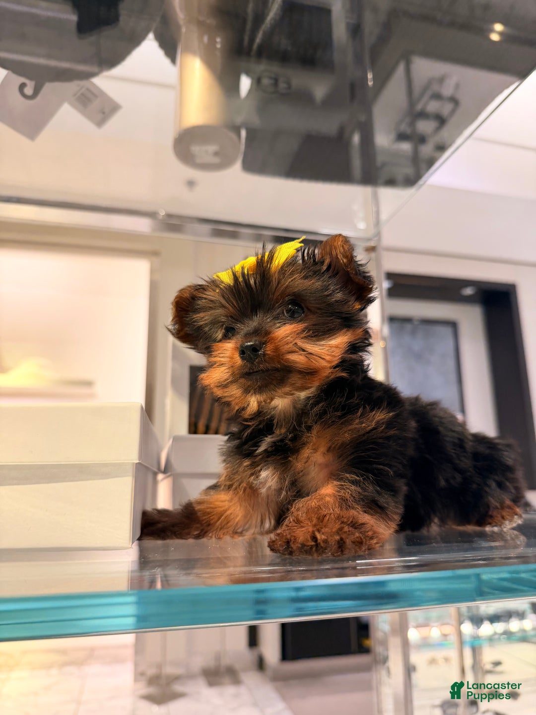 Yorkshire Terrier dogs for sale: TEACUP Barbie  - Ad 3