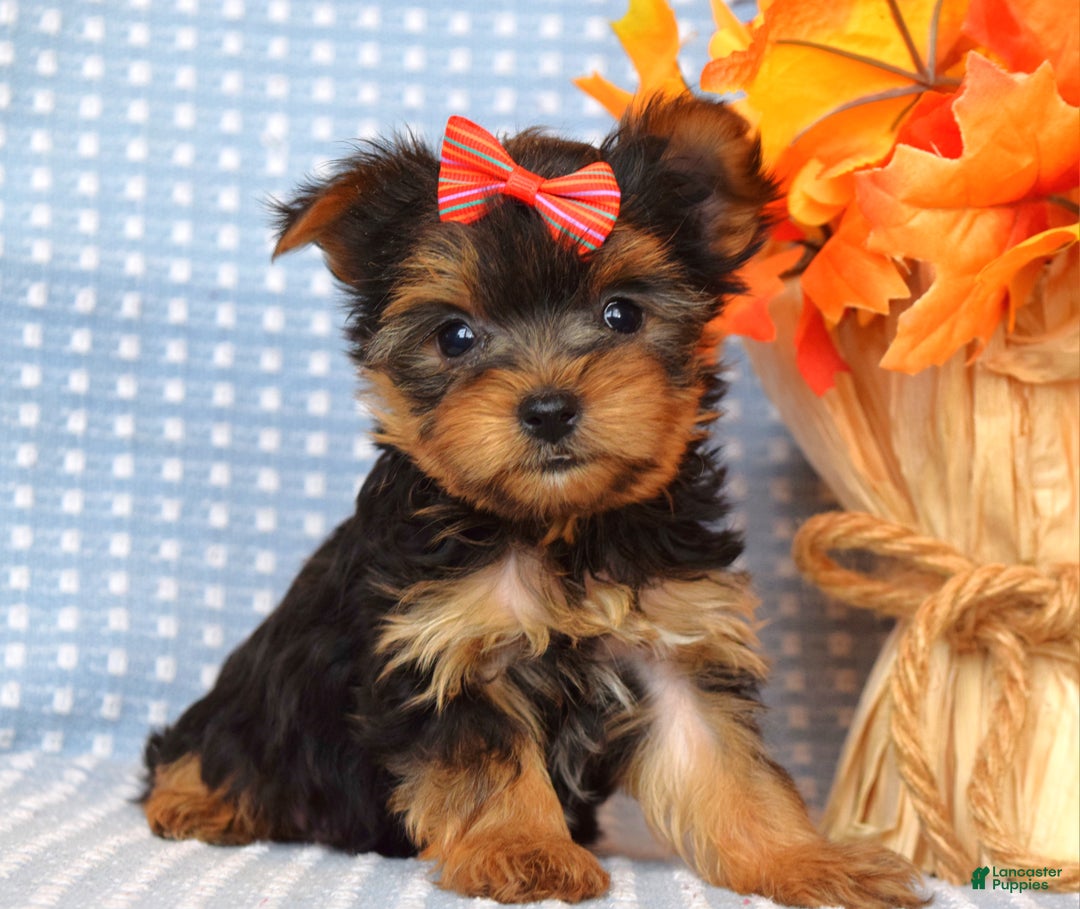 Yorkshire Terrier dogs for sale: Carly  - Ad 2