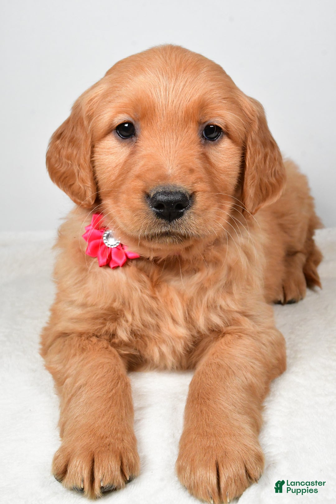 Golden Retriever dogs for sale: Karma - Ad 4