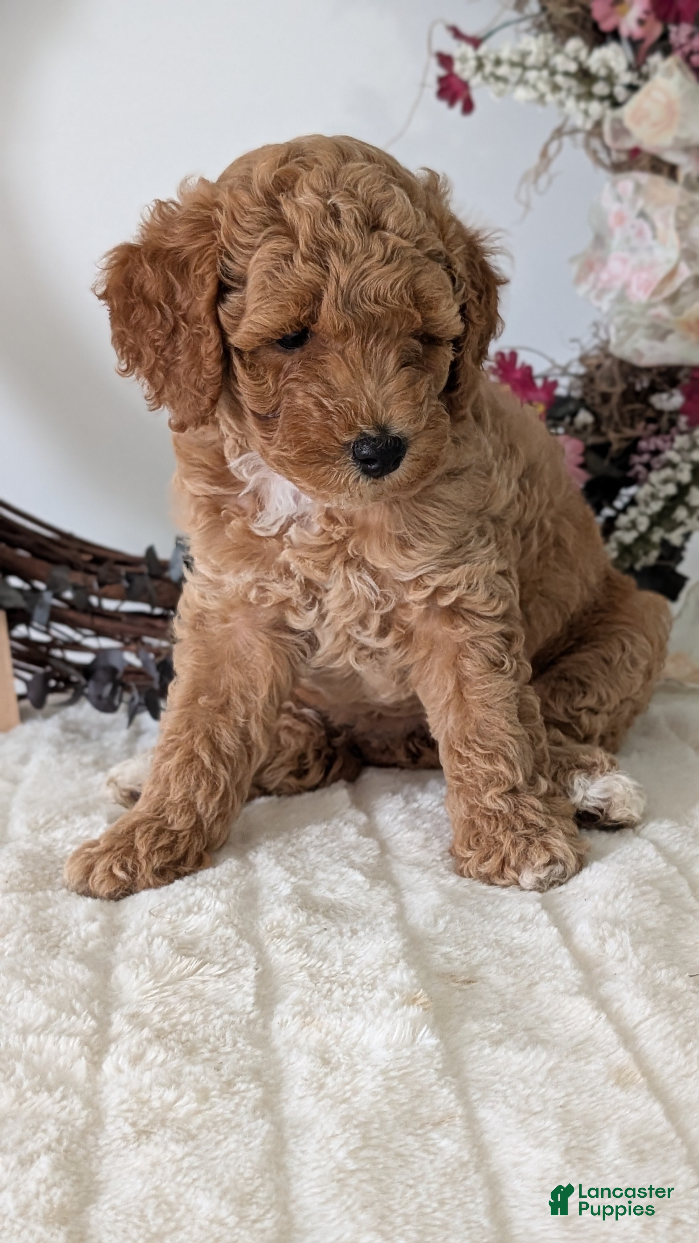 Miniature Poodle dogs Sienna - Ad 2