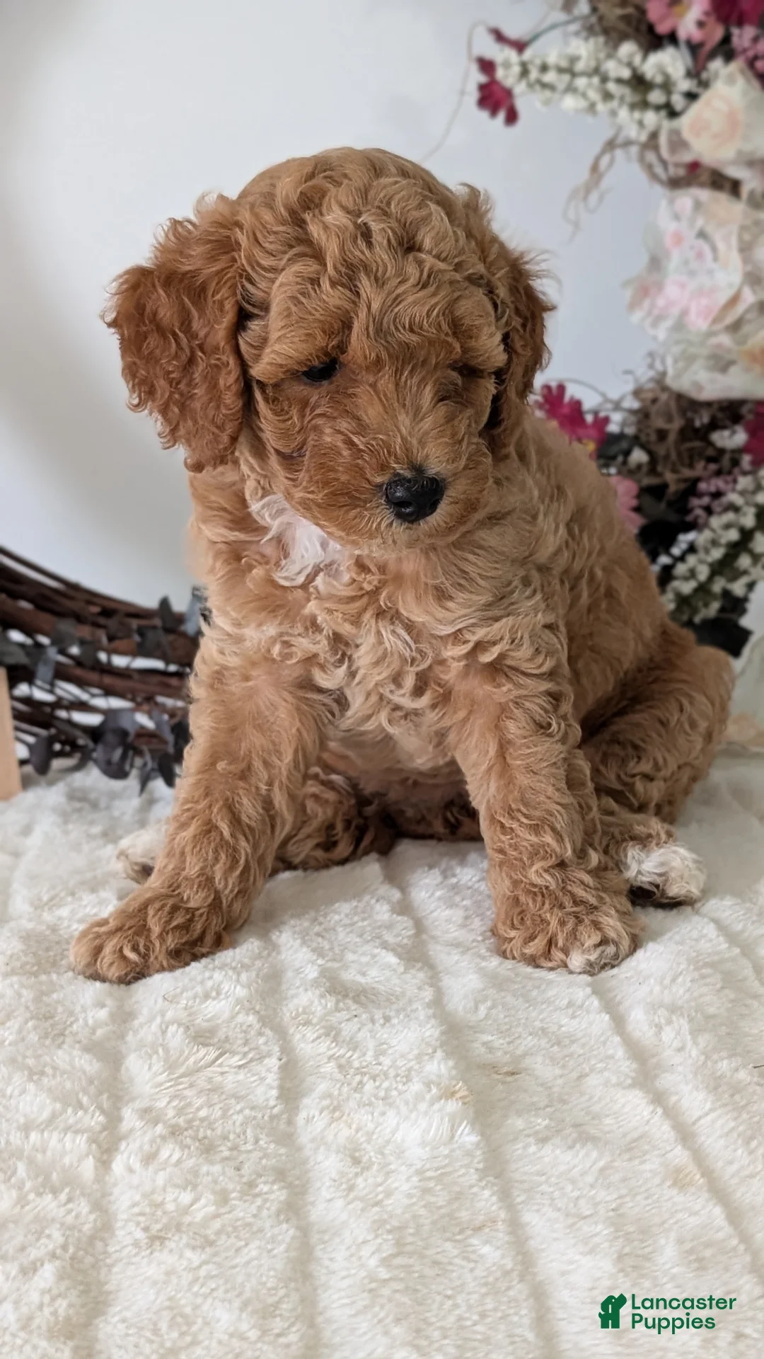 Miniature Poodle dogs for sale: Sienna - Ad 2