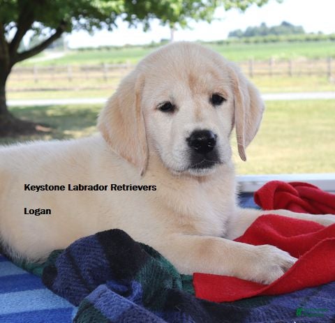Labrador Retriever dogs Logan- Champ lines - Ad 1