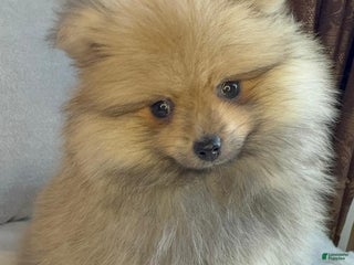 Pomeranian dogs Pomeranian Puppy George - Ad 1