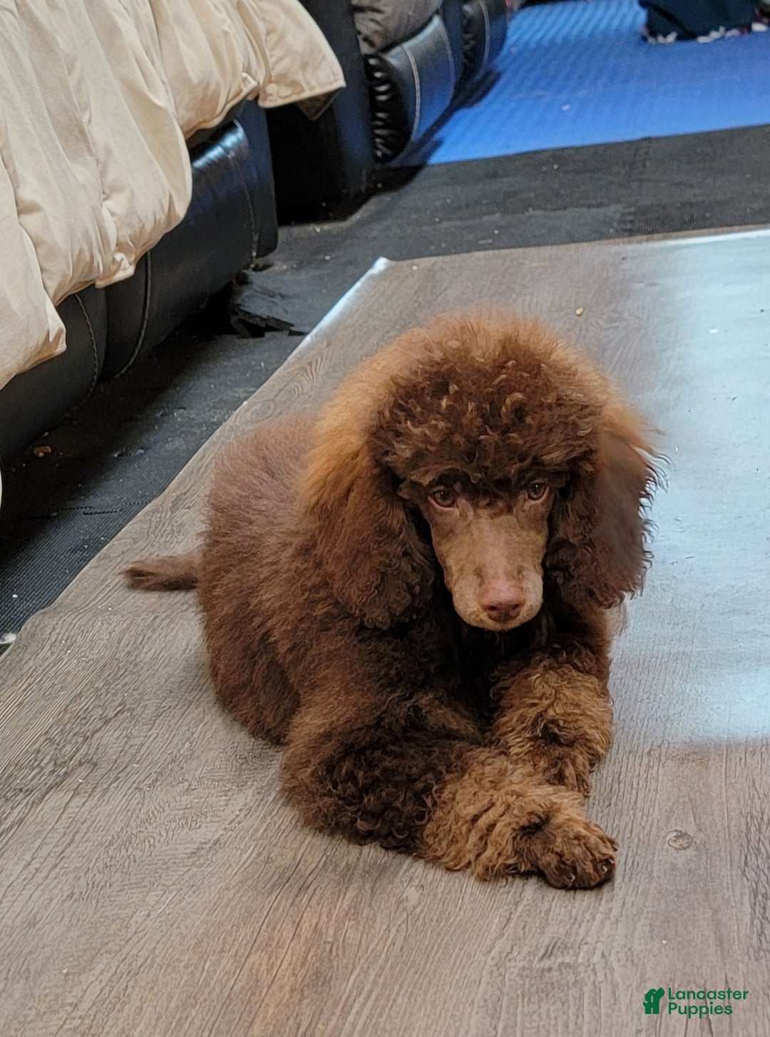 Miniature Poodle dogs for sale: Cooper moyen poodle  - Ad 7
