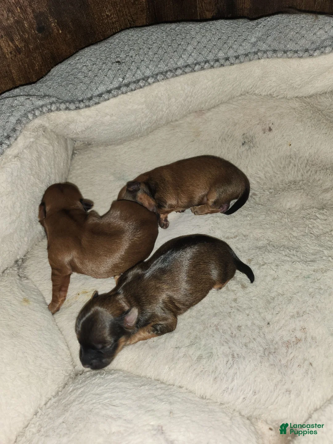 Morkie dogs for sale: Fudge - Ad 2