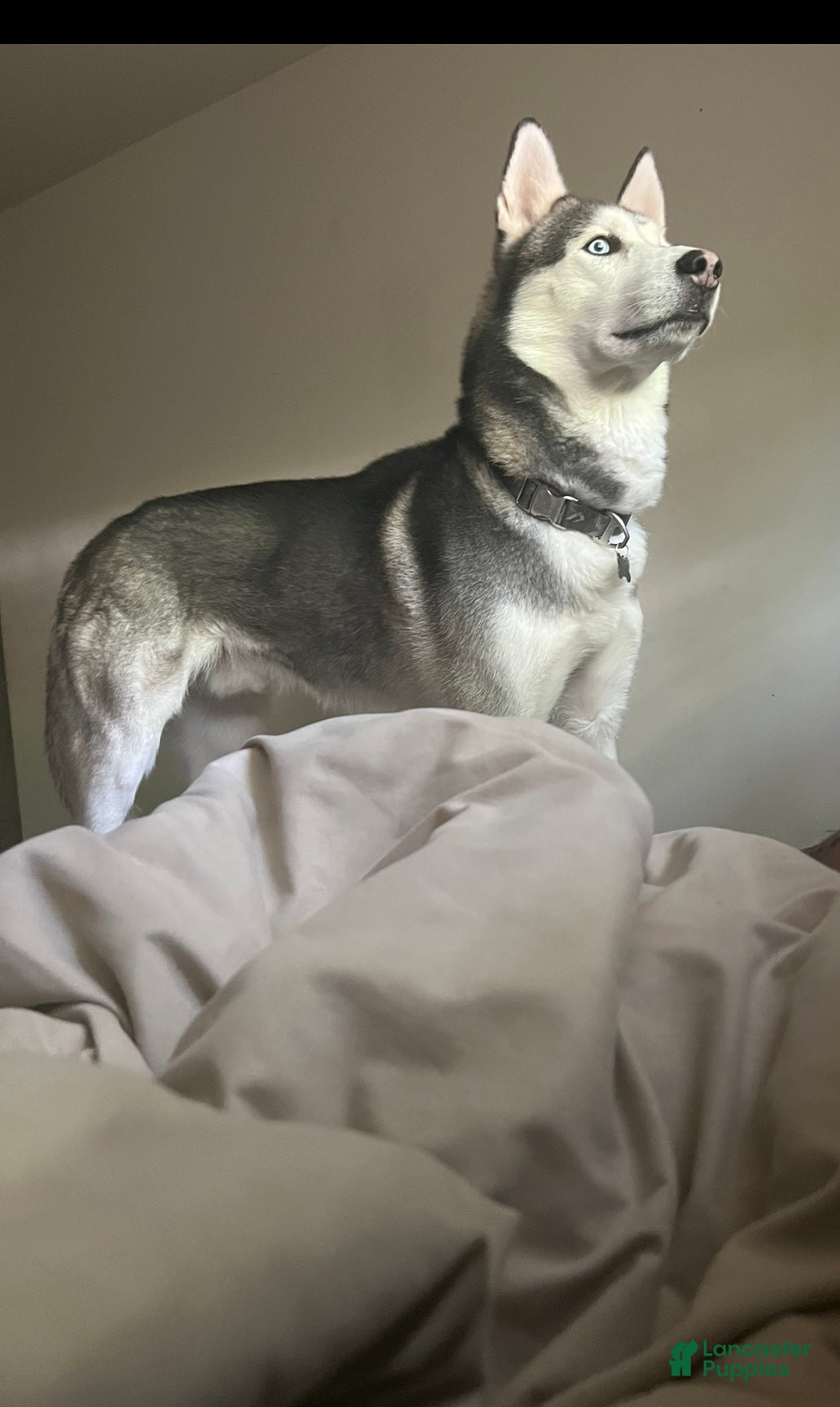 Siberian Husky dogs Siberian Husky Puppy 1 - Ad 11