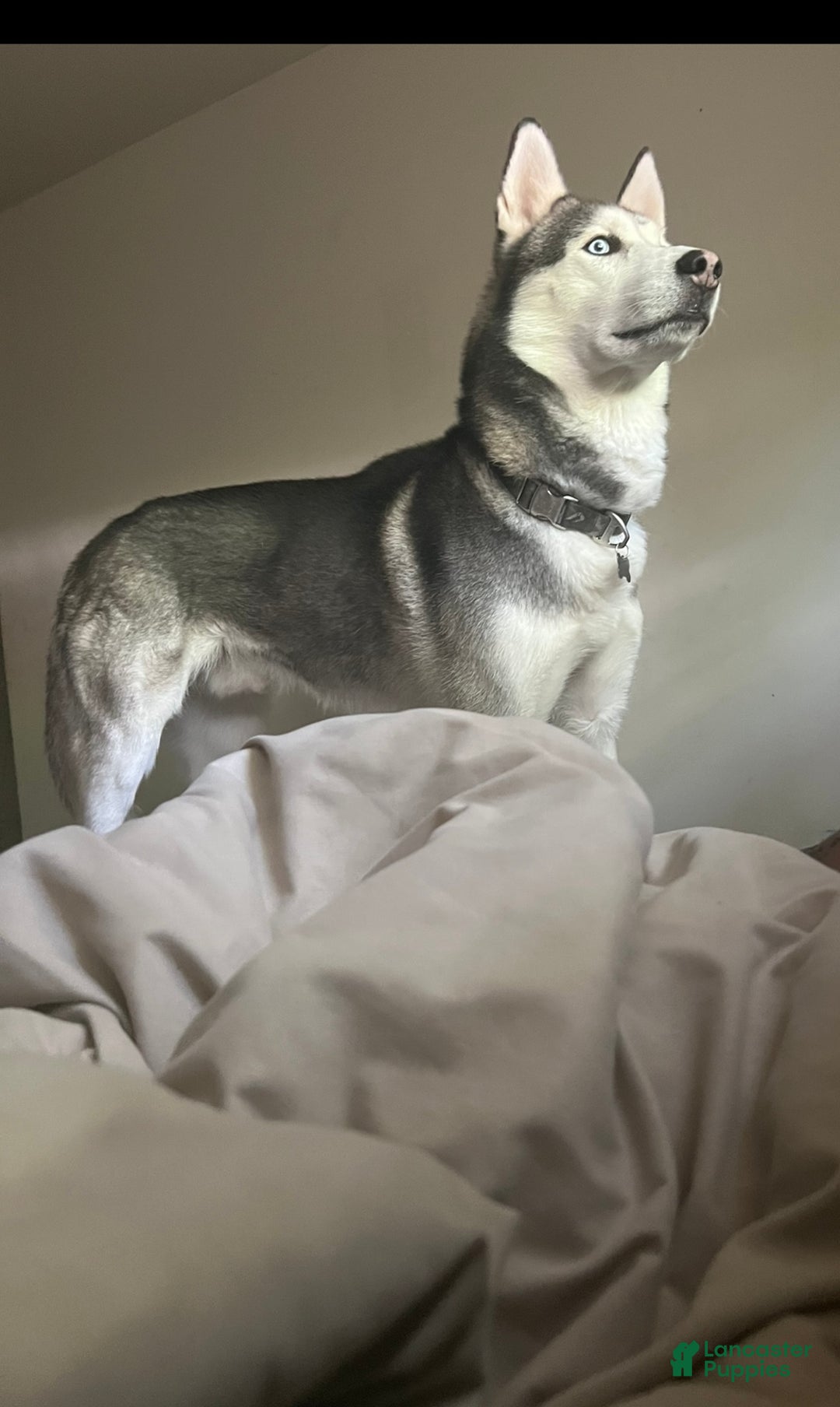 Siberian Husky dogs for sale: Siberian Husky Puppy 1 - Ad 1