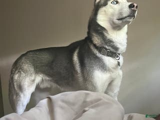 Siberian Husky dogs Siberian Husky Puppy 1 - Ad 6