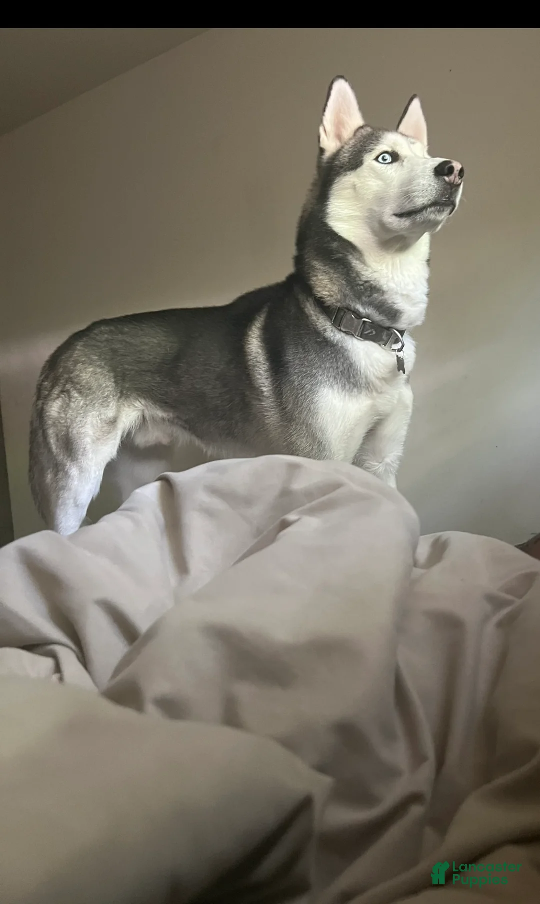 Siberian Husky dogs for sale: Siberian Husky Puppy 1 - Ad 1