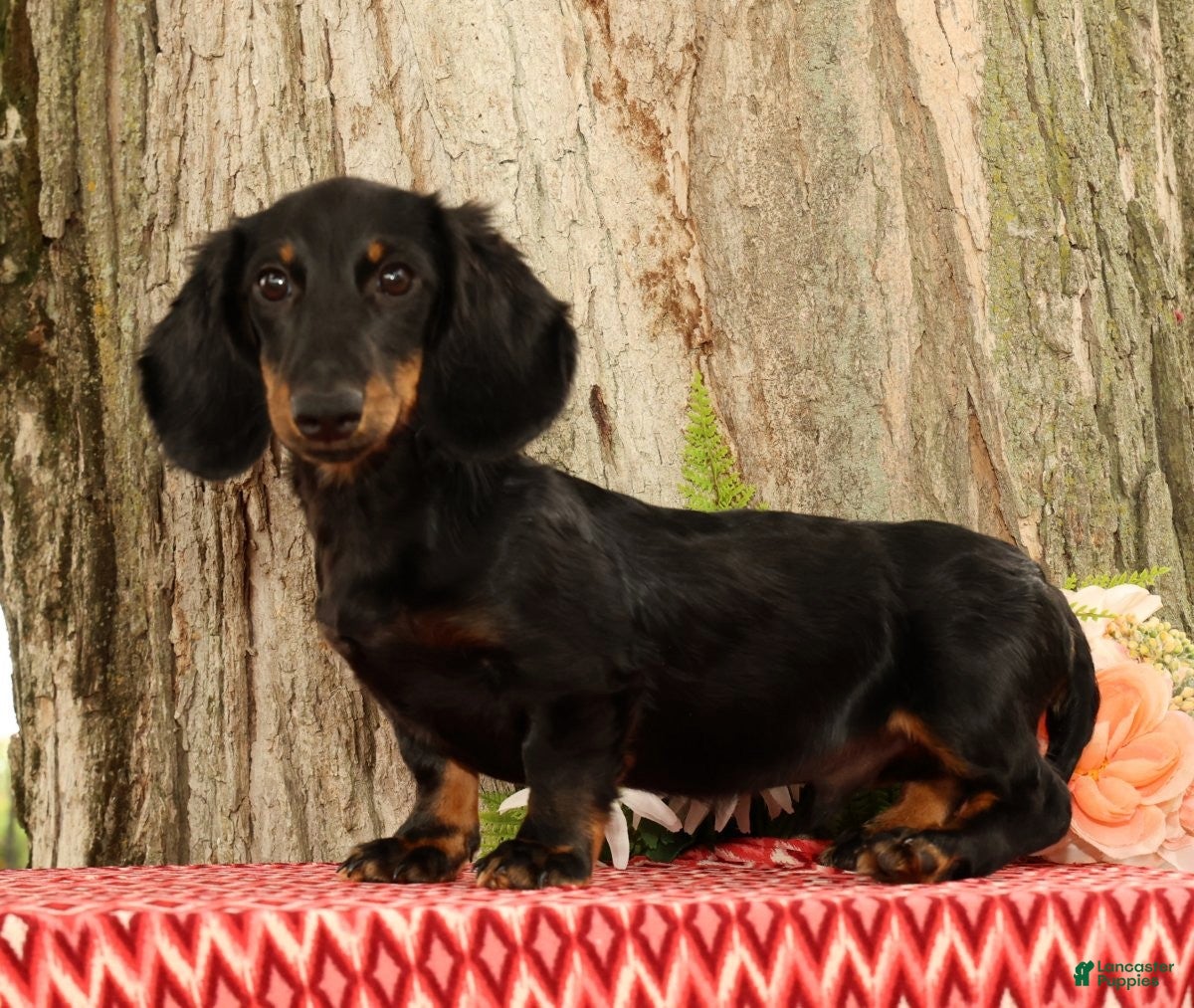 Miniature Dachshund dogs Bouncer - Ad 2