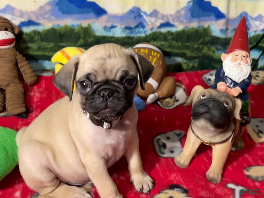 Pug dogs for sale: Billy - Ad 1
