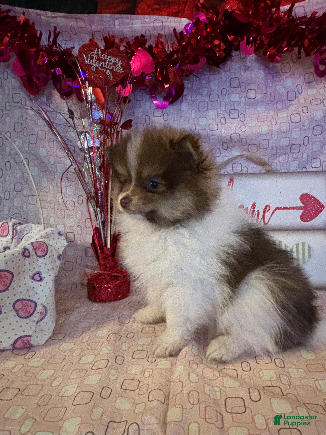 Pomeranian dogs for sale: Jasper - Ad 5