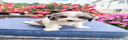 Cavapoo dogs for sale: Poppy - Ad 11