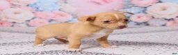 Chihuahua dogs for sale: Charlie - Ad 5