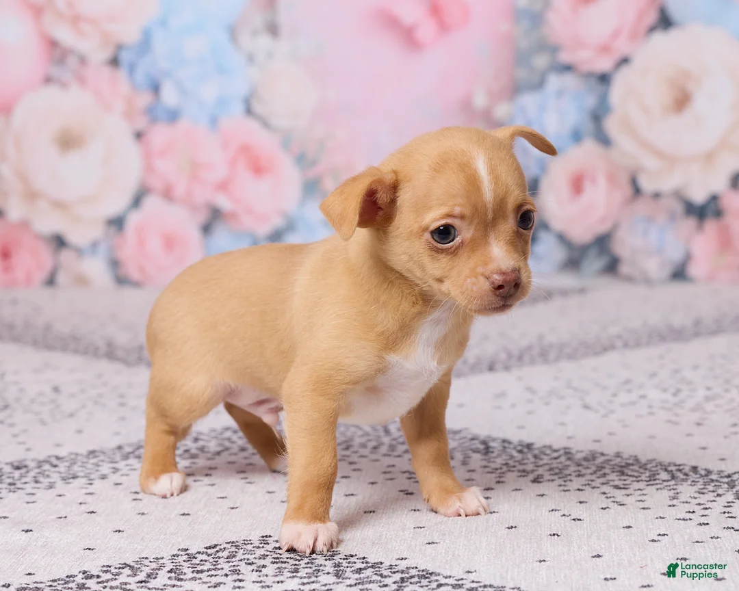 Chihuahua dogs for sale: Charlie - Ad 5