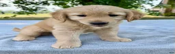 Golden Retriever dogs for sale: Darcy - Ad 5