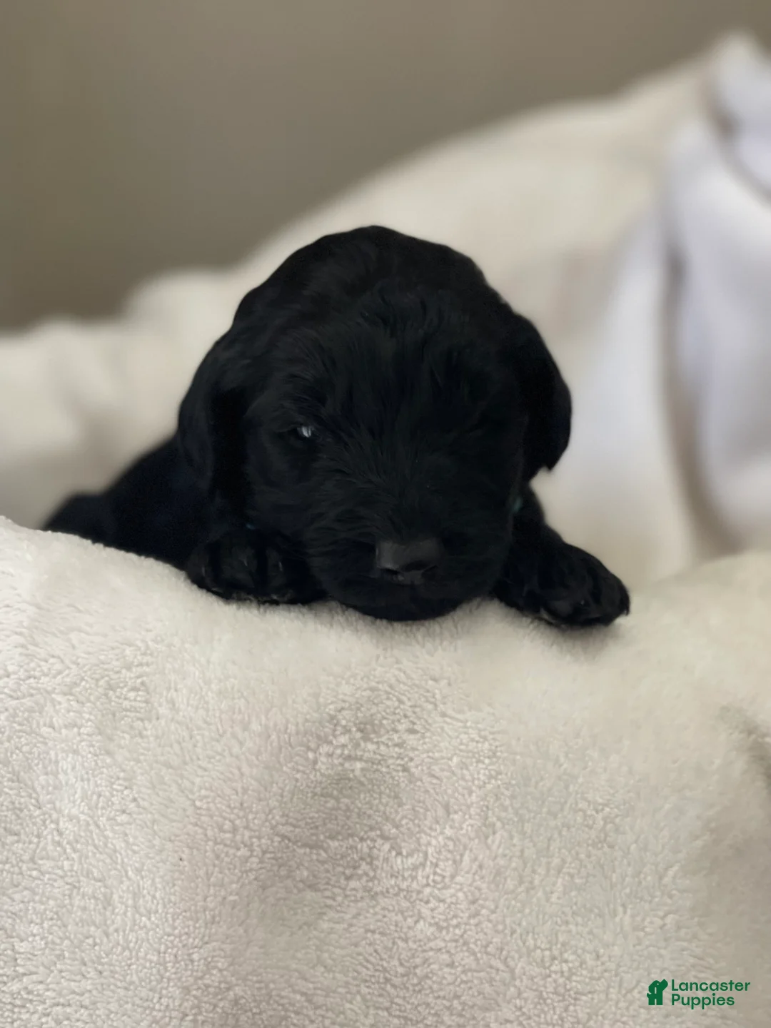 Goldendoodle dogs for sale: Light Blue Collar Female - Ad 2