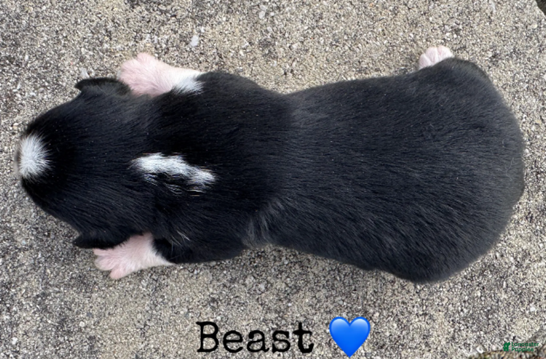 Miniature Australian Shepherd dogs for sale: Beast - Ad 7