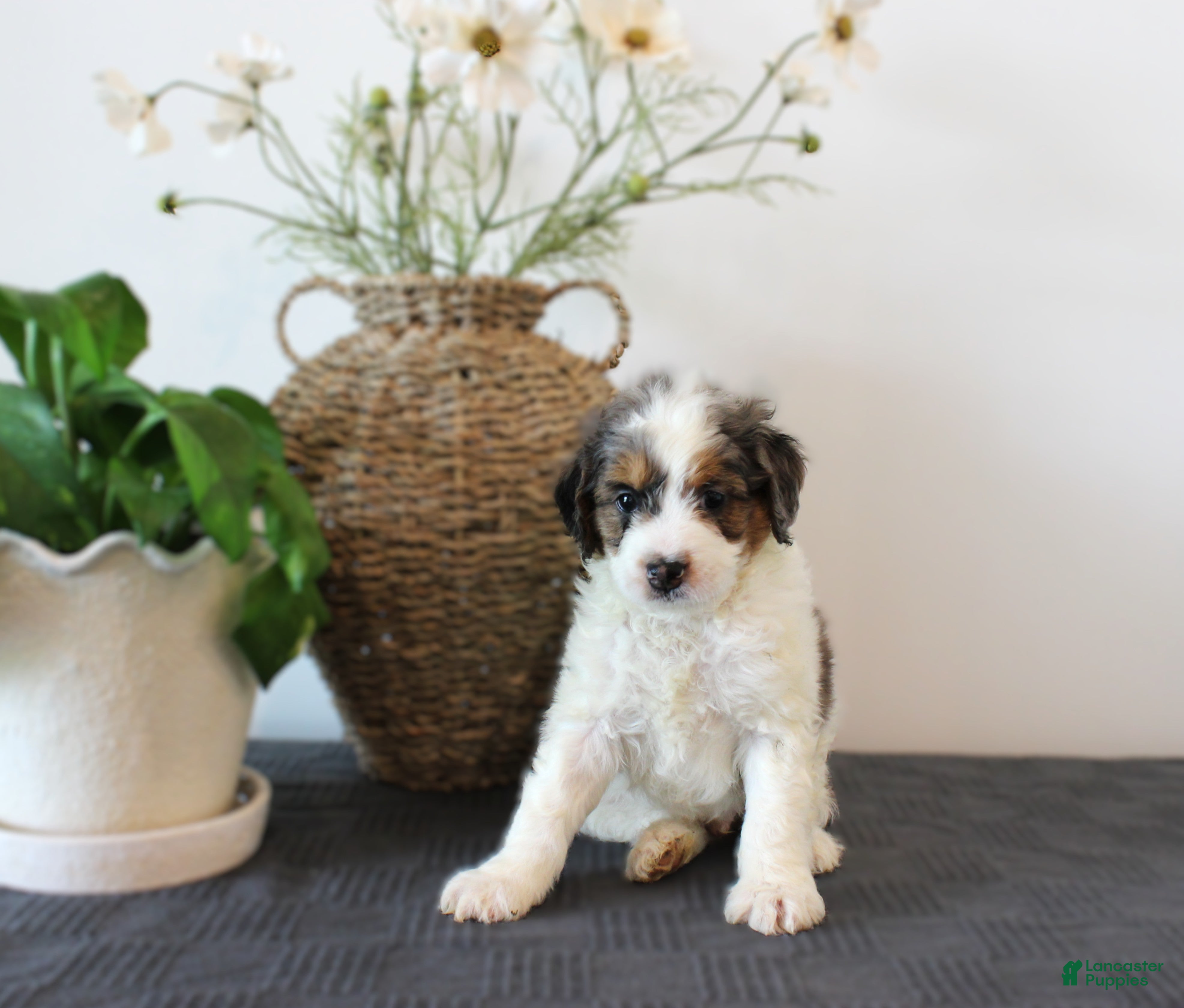 Mini Goldendoodle dogs Heath - Ad 1