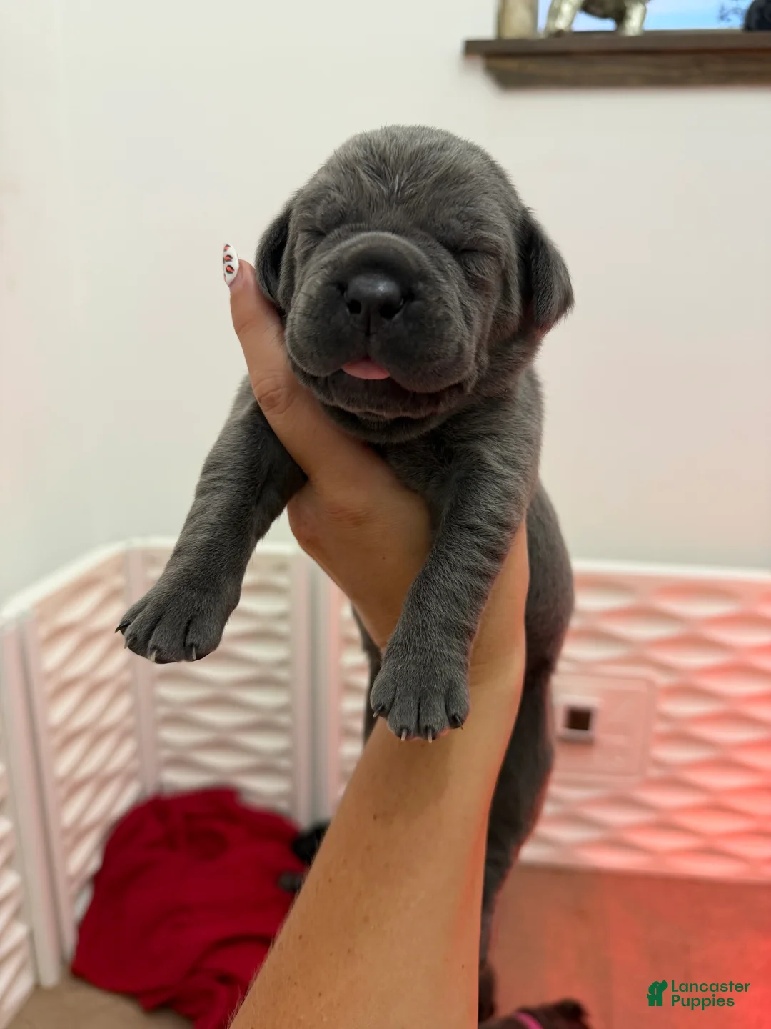 Cane Corso dogs for sale: Orange Collar-Meyer - Ad 1