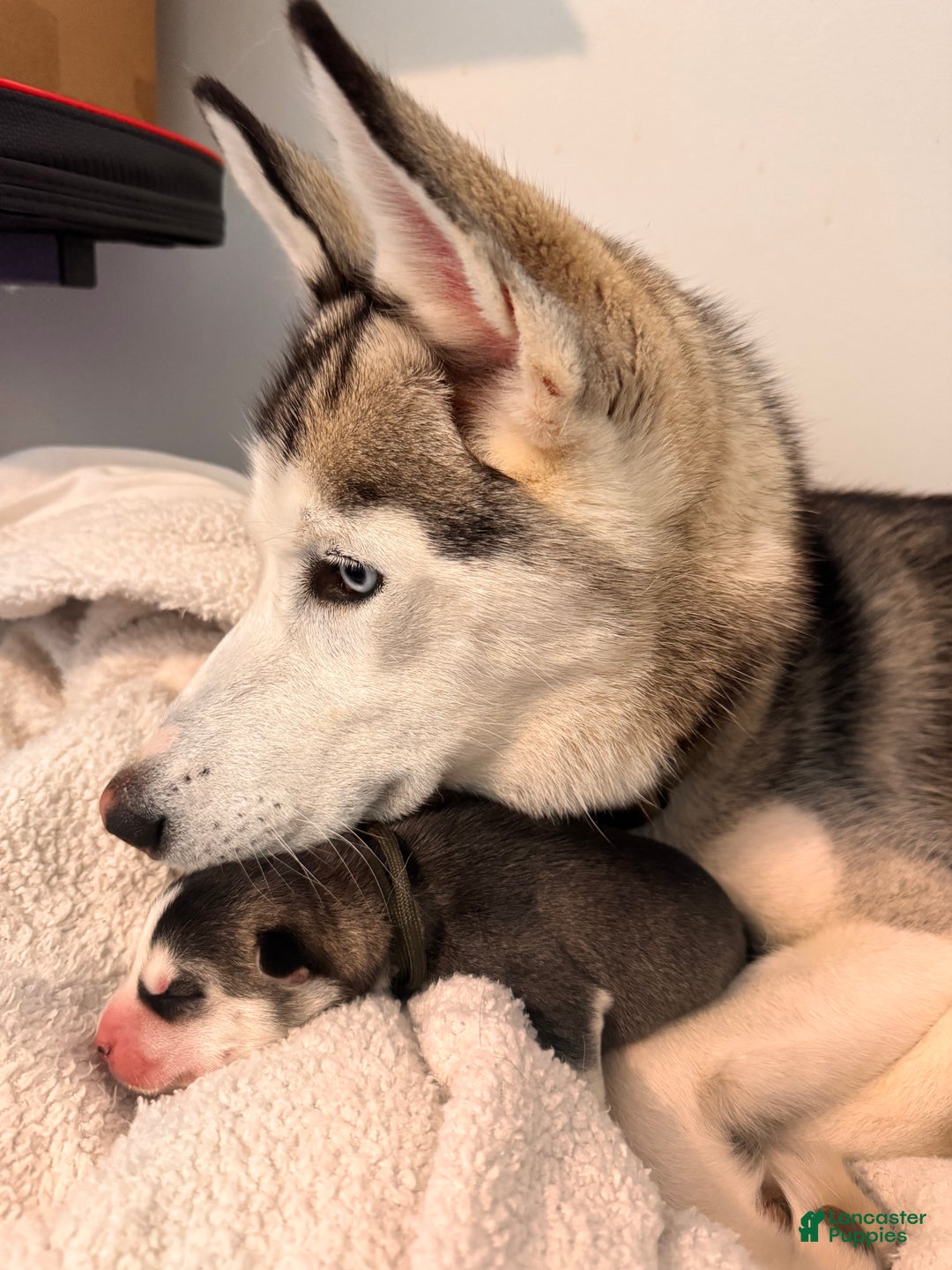 Siberian Husky dogs for sale: Siberian Husky Puppy 5 - Ad 8