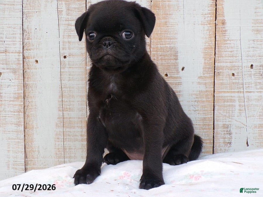 Pug dogs Coffee - Ad 2