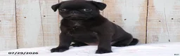 Pug dogs for sale: Coffee - Ad 2