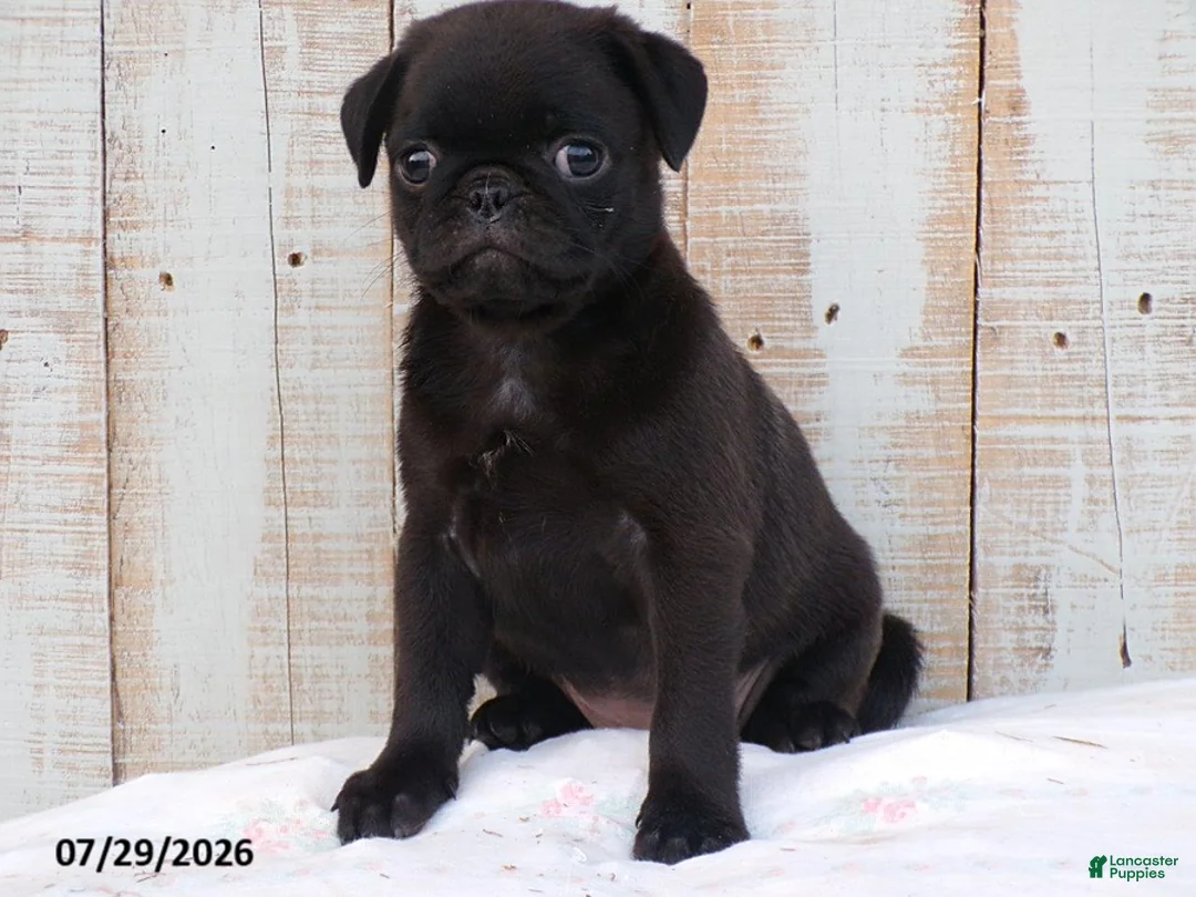 Pug dogs for sale: Coffee - Ad 2