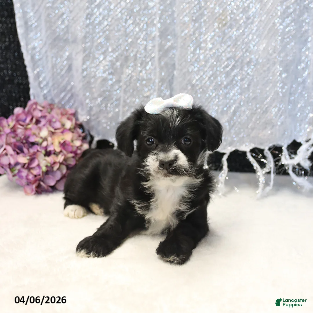 Yorkiepoo dogs for sale: Raven - Ad 5
