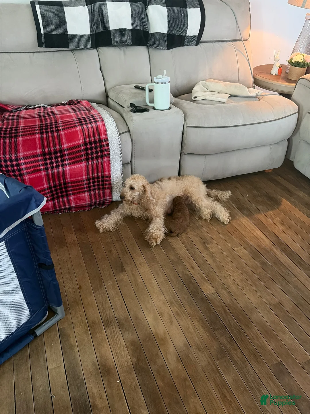 Mini Goldendoodle dogs for sale: Mini Goldendoodle Puppy 4 - Ad 2