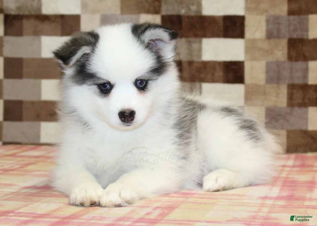 Pomsky dogs for sale: Ivy - Ad 2