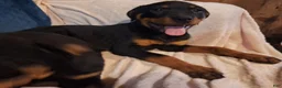 Rottweiler dogs for sale: Rottweiler Puppy 4 - Ad 2