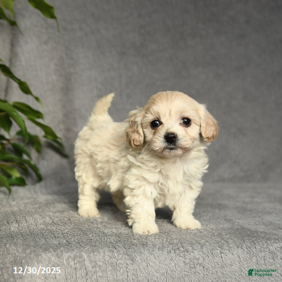 Cockapoo dogs for sale: Tracy - Ad 1