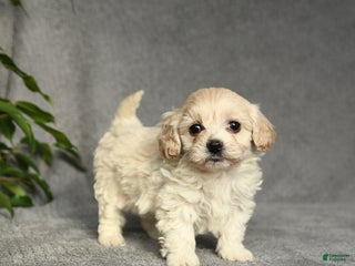 Cockapoo dogs for sale: Tracy - Ad 1