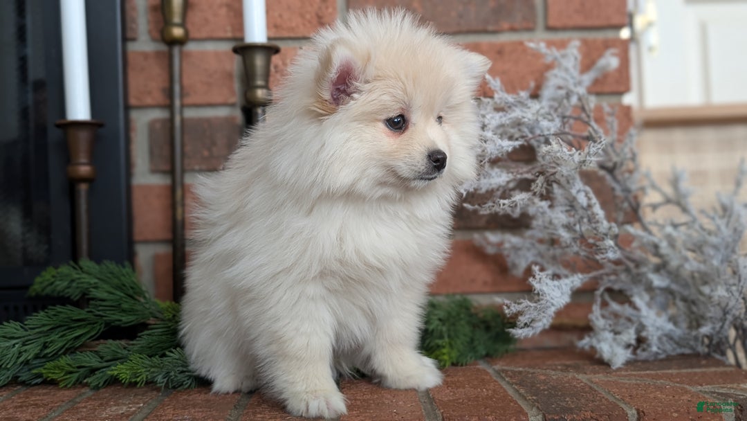 Pomsky dogs for sale: Jill  - Ad 9