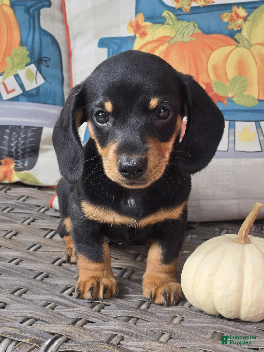 Miniature Dachshund dogs for sale: Dixie  - Ad 1