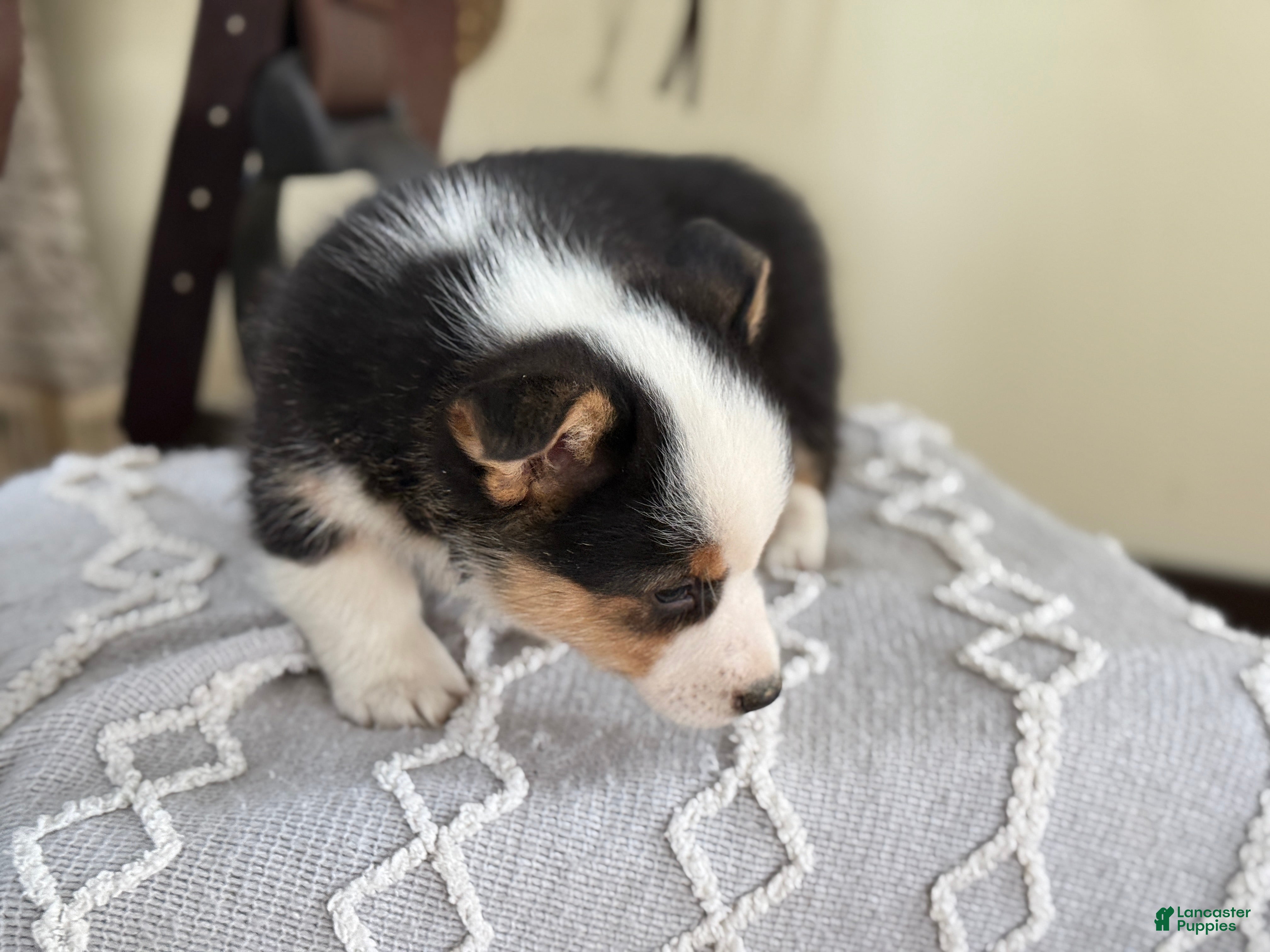 Welsh Corgi Pembroke dogs Floyd - Ad 2