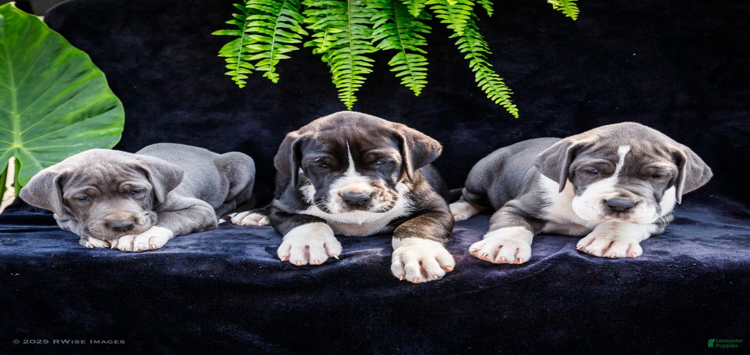 Gallery Image {{count}}