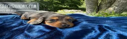 Miniature Dachshund dogs for sale: Special boy discounted!!! - Ad 5