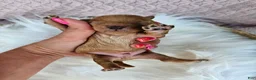 Bichpoo dogs for sale: Rusty - Ad 3