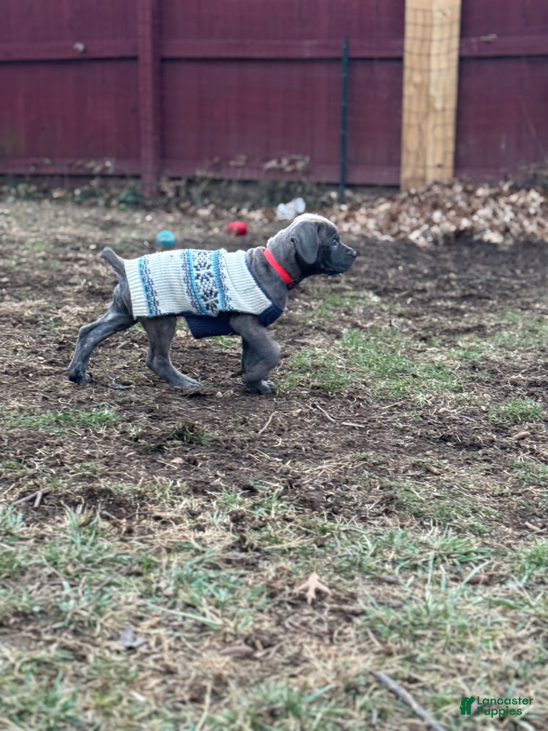 Cane Corso dogs for sale: Stormii - Ad 7