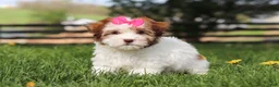 Havanese dogs for sale: Elle - Ad 5