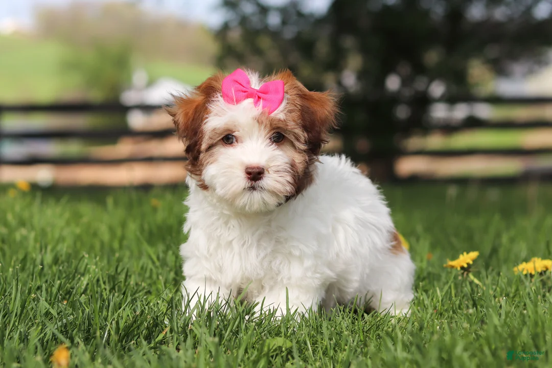 Havanese dogs for sale: Elle - Ad 5