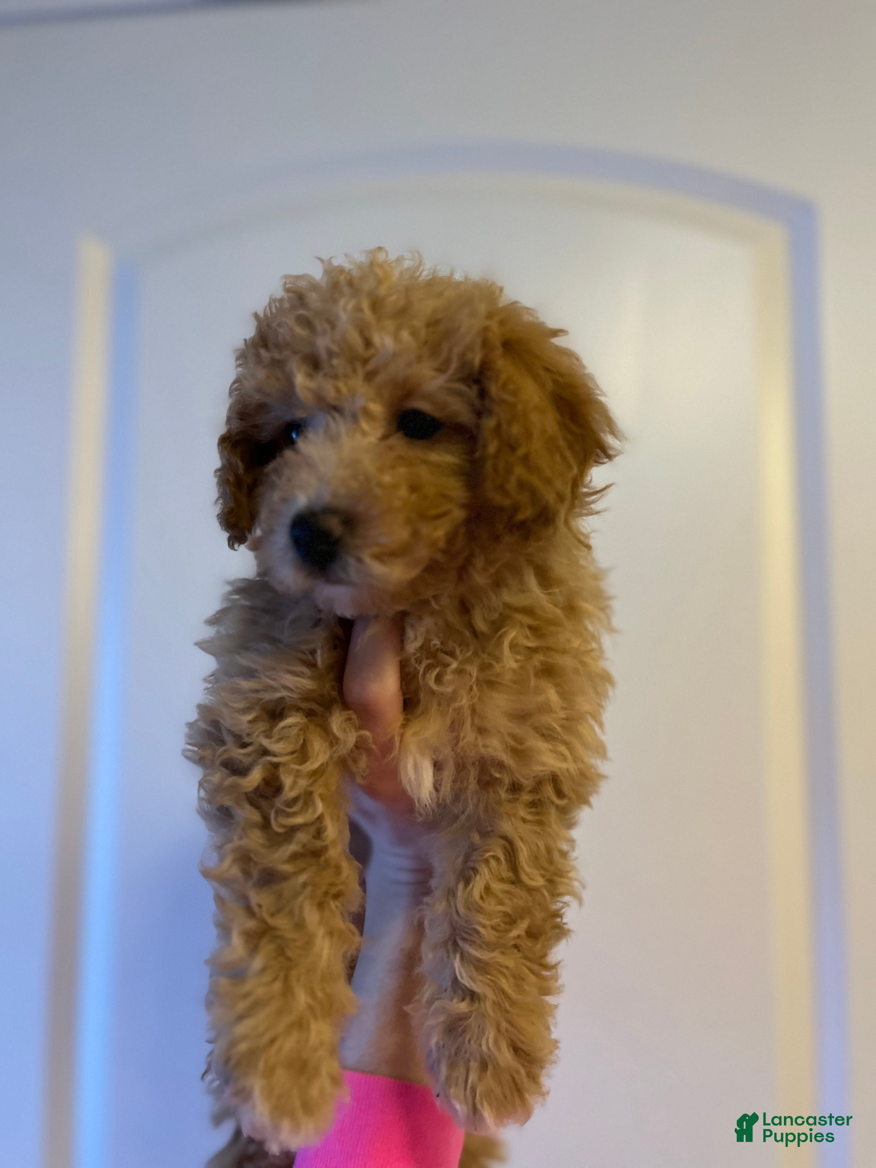Mini Goldendoodle dogs Sasha  - Ad 2