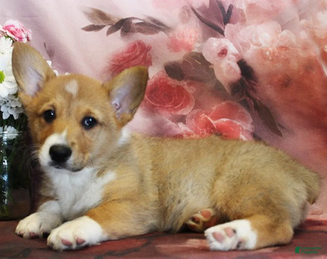 Welsh Corgi Pembroke dogs for sale: EL - Ad 3